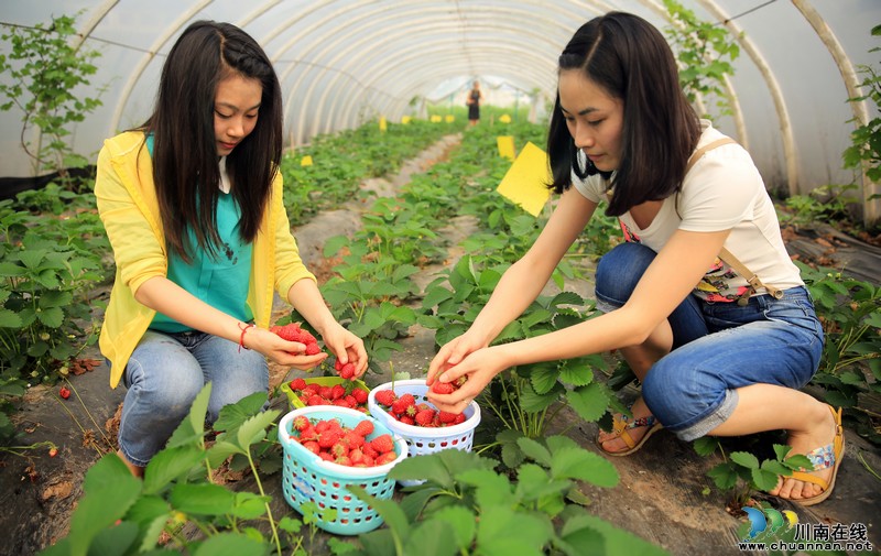 泸州：生态“莓”丽醉游人（图）(图3)
