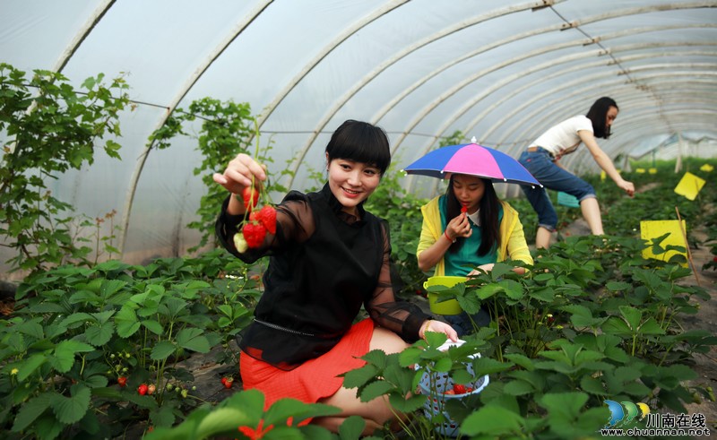 泸州：生态“莓”丽醉游人（图）(图4)