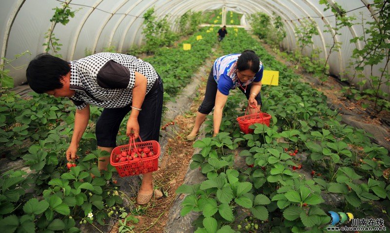 泸州：生态“莓”丽醉游人（图）(图6)