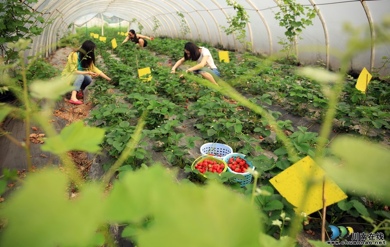 泸州：生态“莓”丽醉游人（图）(图5)