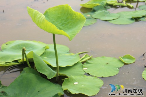 泰安镇：推进莲藕成片示范种植&nbsp;发展乡村休闲观光旅游(图1)
