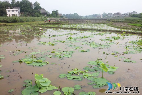 泰安镇：推进莲藕成片示范种植&nbsp;发展乡村休闲观光旅游(图2)