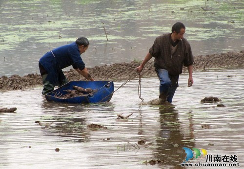 泰安镇：推进莲藕成片示范种植&nbsp;发展乡村休闲观光旅游(图3)