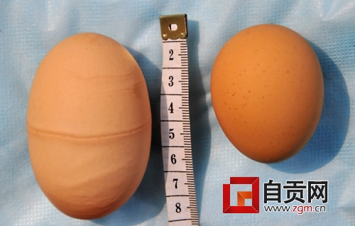 母鸡下“怪蛋”这样的鸡蛋你见过吗?