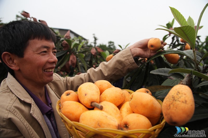 泸州：早熟枇杷“抢鲜”上市（图）(图1)
