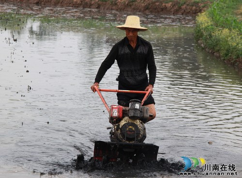 方洞镇:助农插秧解民忧,干群协力一家亲(图2) 方洞镇:助农插秧解民忧,干群协力一家亲(图2)