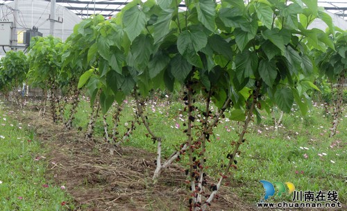 特兴镇：桑葚果香迎客来(图2)