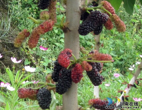 特兴镇：桑葚果香迎客来(图1)