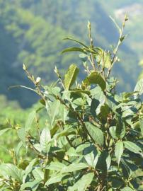 宜宾长宁发现有“茶花皇后”之称的小黄花茶(图4)