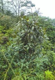 宜宾长宁发现有“茶花皇后”之称的小黄花茶(图3)