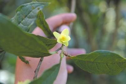 宜宾长宁发现有“茶花皇后”之称的小黄花茶(图1)