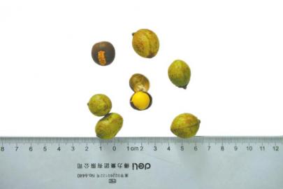 宜宾长宁发现有“茶花皇后”之称的小黄花茶(图2)