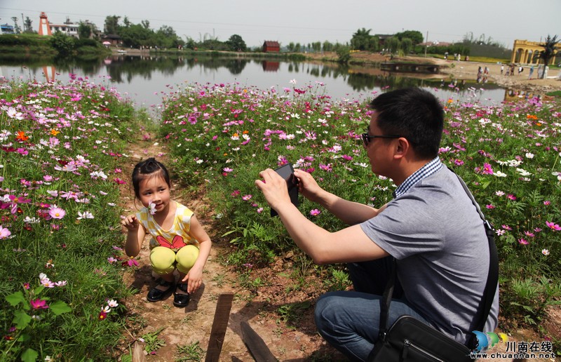 泸州:“五一”小长假 百亩花海次第开放迎游客(图1) 泸州:“五一”小长假 百亩花海次第开放迎游客(图1)