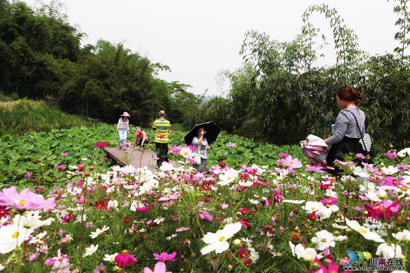 泸州:“五一”小长假 百亩花海次第开放迎游客(图2) 泸州:“五一”小长假 百亩花海次第开放迎游客(图2)