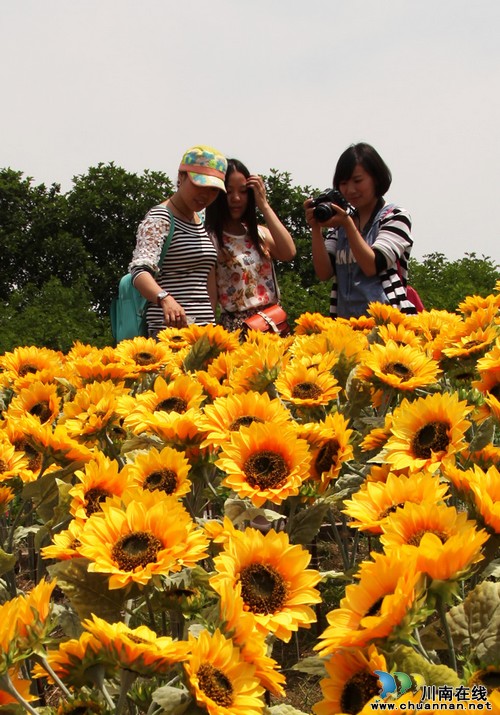 泸州:“五一”小长假 百亩花海次第开放迎游客(图4) 泸州:“五一”小长假 百亩花海次第开放迎游客(图4)
