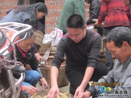 立石镇:计划生育三结合免费发放小鸡(图1) 立石镇:计划生育三结合免费发放小鸡(图1)