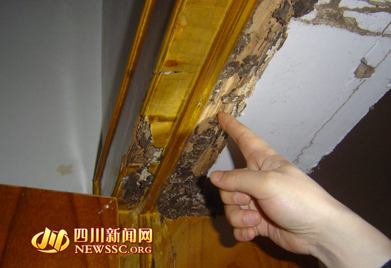 内江白蚁肆虐 每天20个求助电话累垮防治人员(图1) 内江白蚁肆虐 每天20个求助电话累垮防治人员(图1)