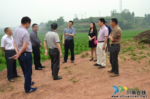 省种子站视察泸县杂交水稻种子生产基地(图1) 省种子站视察泸县杂交水稻种子生产基地(图1)