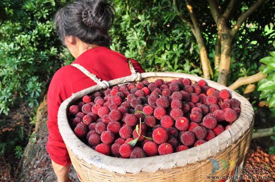 天堂坝杨梅节即将开幕 高速、快速路直达福宝(图2) 天堂坝杨梅节即将开幕 高速、快速路直达福宝(图2)