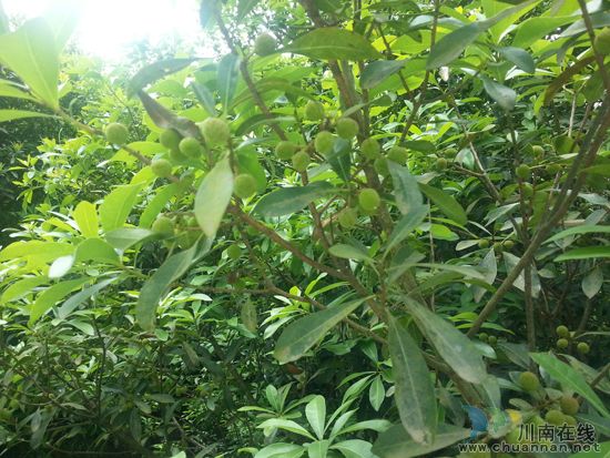 天堂坝杨梅节即将开幕 高速、快速路直达福宝(图4) 天堂坝杨梅节即将开幕 高速、快速路直达福宝(图4)