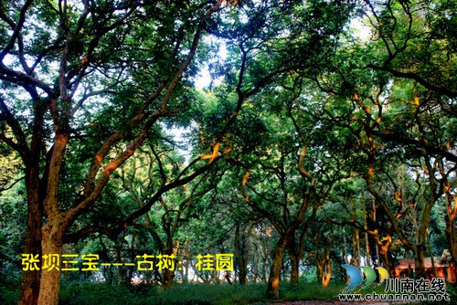 张坝桂圆林旅游景区荣膺"国家4A级旅游景区"(图1) 张坝桂圆林旅游景区荣膺"国家4A级旅游景区"(图1)