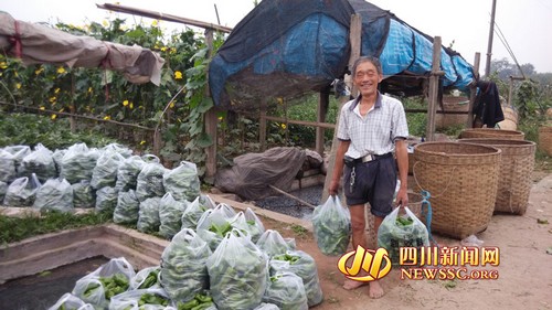 泸州青椒从滞销到畅销&nbsp;单天卖出15万斤创新高(图3)