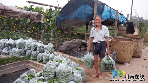 华阳街道:青椒滞销变直销,菜农不再犯愁(图2) 华阳街道:青椒滞销变直销,菜农不再犯愁(图2)