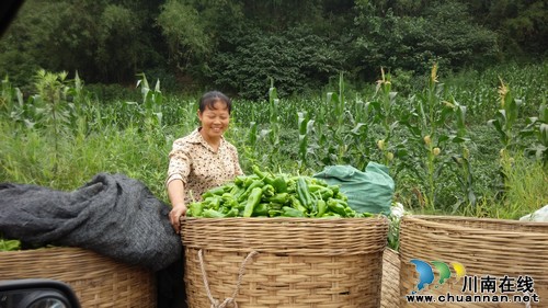 华阳街道:青椒滞销变直销,菜农不再犯愁(图1) 华阳街道:青椒滞销变直销,菜农不再犯愁(图1)