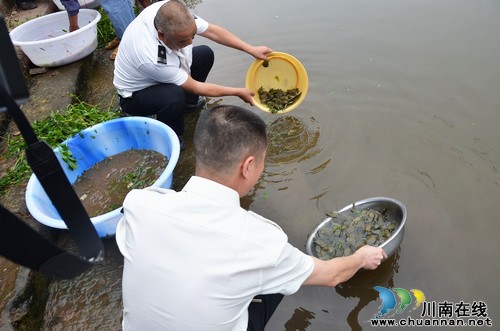 泸县水务局开展渔业资源增值放流活动(图2) 泸县水务局开展渔业资源增值放流活动(图2)