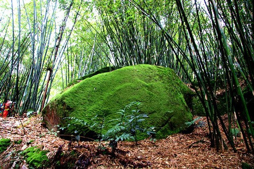 泸州:江门豆花缘 古寨竹清香(图3) 泸州:江门豆花缘 古寨竹清香(图3)