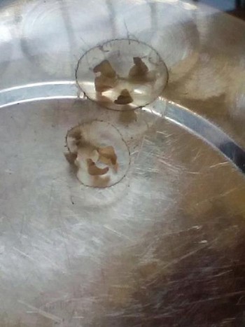 内江现“水中大熊猫”&nbsp;专家:半月内或将消失(图1)