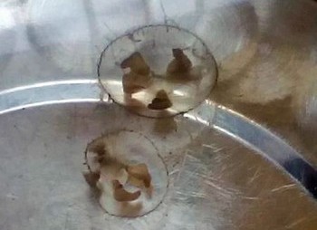 内江现“水中大熊猫”&nbsp;专家:半月内或将消失