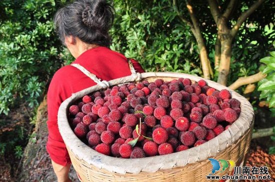 泸州合江:福宝天堂坝杨梅采摘节 21号等你来(图1) 泸州合江:福宝天堂坝杨梅采摘节 21号等你来(图1)