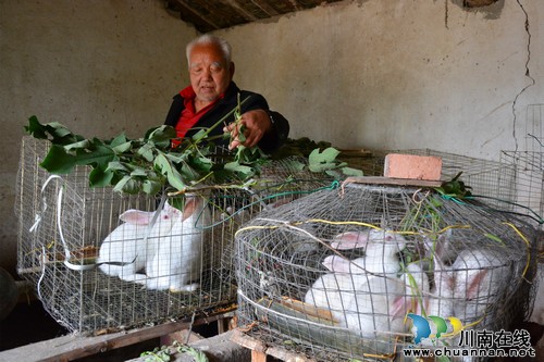 内江：肉兔养殖&nbsp;残疾大爷的“养老储蓄银行”(图1)