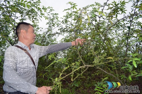 福集镇:又是一个花椒丰收年(图1) 福集镇:又是一个花椒丰收年(图1)