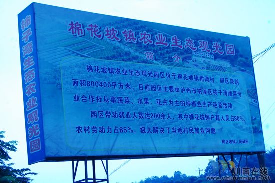 纳溪棉花坡“世川葡萄园”葡萄熟了!(图4) 纳溪棉花坡“世川葡萄园”葡萄熟了!(图4)