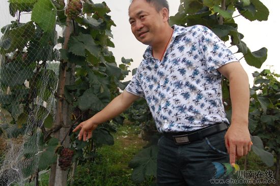 纳溪棉花坡“世川葡萄园”葡萄熟了!(图18) 纳溪棉花坡“世川葡萄园”葡萄熟了!(图18)