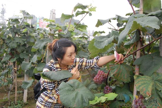 纳溪棉花坡“世川葡萄园”葡萄熟了!(图12) 纳溪棉花坡“世川葡萄园”葡萄熟了!(图12)