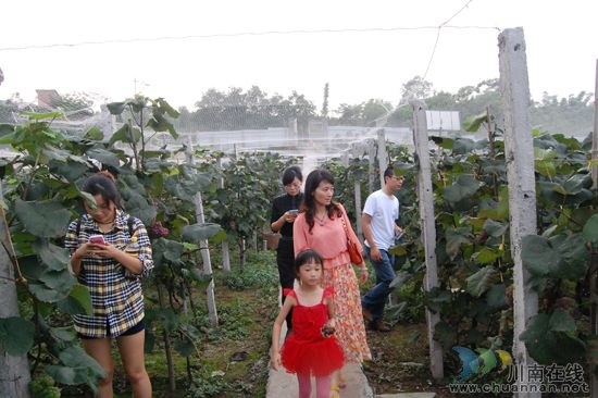 纳溪棉花坡“世川葡萄园”葡萄熟了!(图11) 纳溪棉花坡“世川葡萄园”葡萄熟了!(图11)