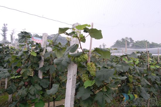纳溪棉花坡“世川葡萄园”葡萄熟了!(图8) 纳溪棉花坡“世川葡萄园”葡萄熟了!(图8)
