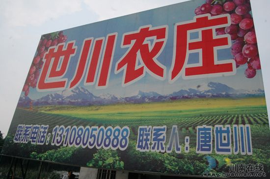纳溪棉花坡“世川葡萄园”葡萄熟了!(图19) 纳溪棉花坡“世川葡萄园”葡萄熟了!(图19)