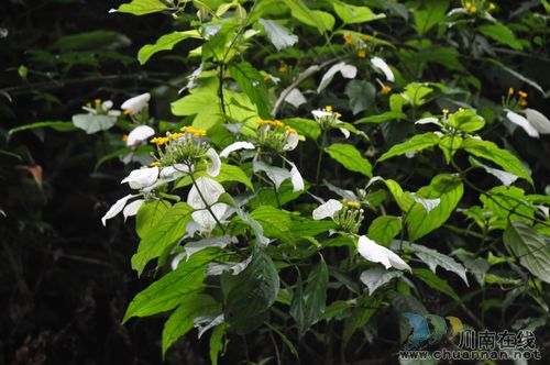 桂花乡:玉叶金花惹人爱(图2) 桂花乡:玉叶金花惹人爱(图2)