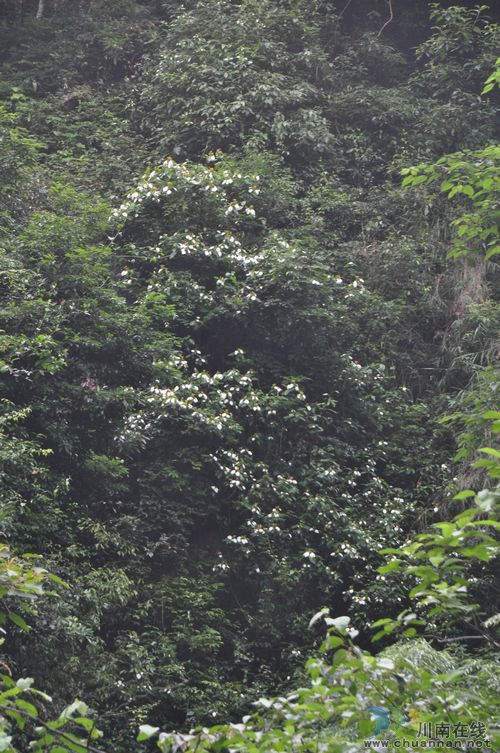 桂花乡:玉叶金花惹人爱(图1) 桂花乡:玉叶金花惹人爱(图1)