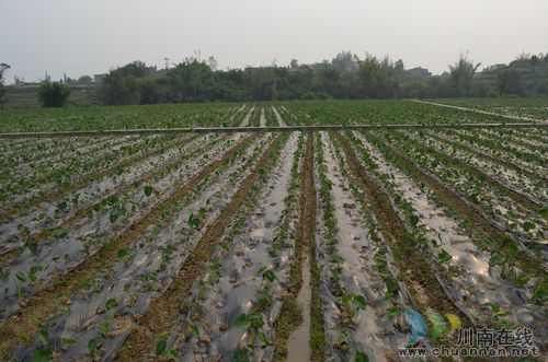 福集镇：发展特色农业产业&nbsp;促农增收(图1)