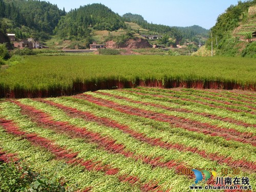 古蔺县正式启用古蔺赶黄草地理商标标志(图1) 古蔺县正式启用古蔺赶黄草地理商标标志(图1)