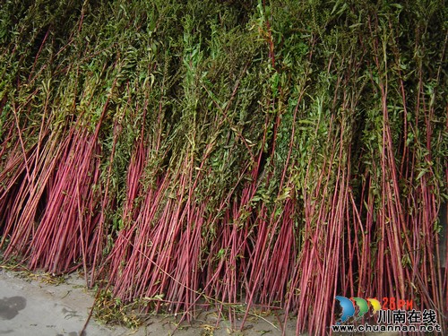 古蔺县正式启用古蔺赶黄草地理商标标志(图2) 古蔺县正式启用古蔺赶黄草地理商标标志(图2)