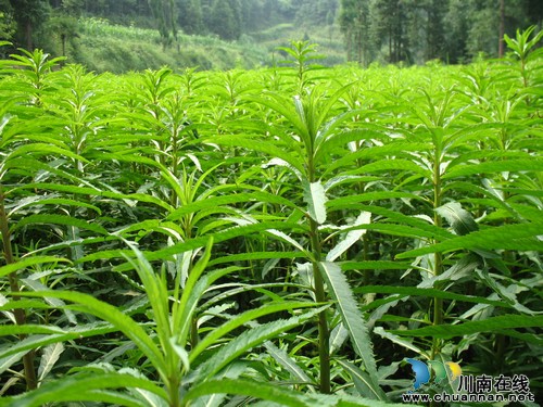 古蔺县正式启用古蔺赶黄草地理商标标志(图3) 古蔺县正式启用古蔺赶黄草地理商标标志(图3)