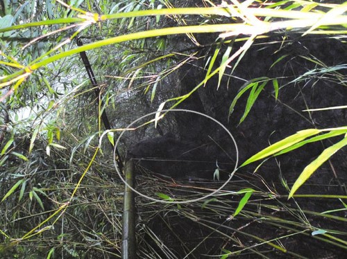 叙永黑熊下山 误踩野猪陷阱(图1) 叙永黑熊下山 误踩野猪陷阱(图1)