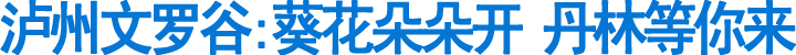 泸州文罗谷:葵花朵朵开&nbsp;丹林等你来(图1)
