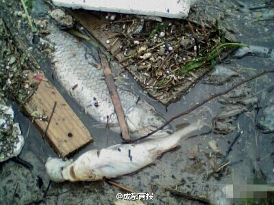 向家坝库区水面出现大量死鱼 波及宜宾5个乡镇(图1) 向家坝库区水面出现大量死鱼 波及宜宾5个乡镇(图1)
